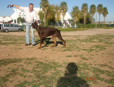 Dobermann D'ik&ograve;skylo